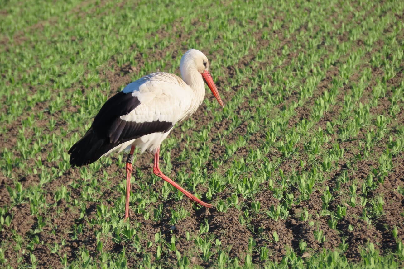 Problemstorch bei Achim